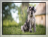 Łatki, Szczeniak, Pies, Catahoula leopard dog, Trawa