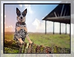 Australijski pies pasterski, Australian Cattle Dog