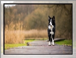 Border collie, Pies, Biao-czarny, Kadka