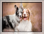 Border collie, Owczarek australijski