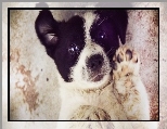 Szczeniak, Border Collie