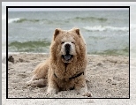 Chow Chow, Plaża, Morze