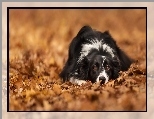 Border collie, Liście