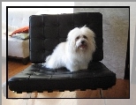 Coton de Tulear, fotel