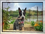 Australian cattle dog