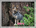 Piesek, Australian cattle dog