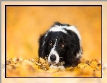 Leżący, Border collie, Liście