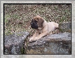 Mastif angielski, Mastiff, kamienie