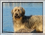 Owczarek francuski Briard, niebieska, woda