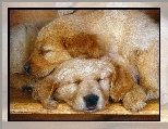 Golden retriever, pice, Dwa, Psy, Szczeniak