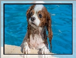 Basen, Pies, Kąpiel, Cavalier king charles spaniel