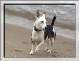 Pies, Jack, Russell Terrier