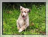 Szczeniak, Owczarek australijski, Australian shepherd