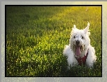 Piesek, West Highland White Terrier