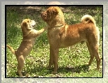 Shar Pei, dorosły, szczeniak, trawa