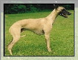 Whippet, zielona, trawa